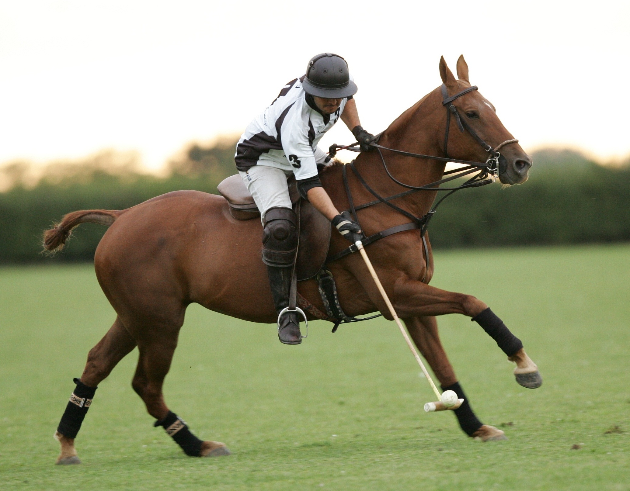 Polo y asado en Silver Leys.